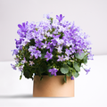 Lush Floral Bouquet